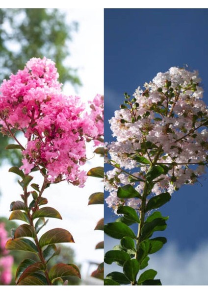 Videolu Beyaz Pembe Renkli Oya Ağacı Fidanı (60 80 cm)2 Adet Dış Mekan Bitkisi Lagerstroemia Indica