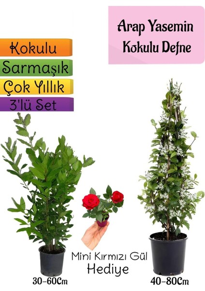 Kokulu Arap Yasemini+Defne Çalısı+Mini Gül Hediyeli 3'lü Bahçe Seti