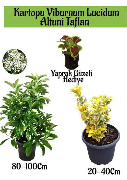 Kartopu Viburnum Lucidum 1 Adet+Altuni Taflan 1 Adet+Yaprak Güzeli Hediye Bahçe Bitkisi