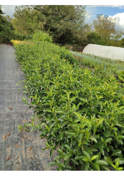Kartopu Viburnum Lucidum 1 Adet 40-60 cm Saksılı Dış Mekan Bahçe Peyzaj Çit Bitkisi
