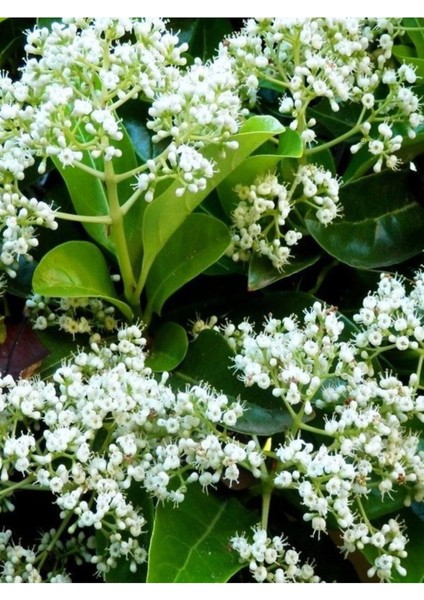 Kartopu Viburnum Lucidum 1 Adet 40-60 cm Saksılı Dış Mekan Bahçe Peyzaj Çit Bitkisi