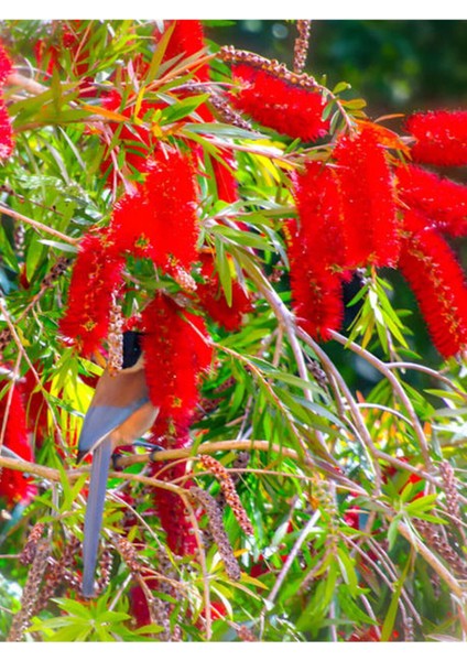 Videolu Fırça Çalısı Çiçeği (30 60 cm)2 Adet Dolgun Formlu Dış Mekan Bitkisi Callistemon Laevis