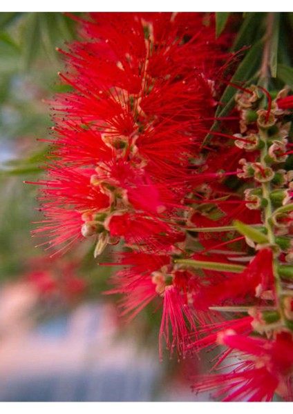 Videolu Fırça Çalısı Çiçeği (30 60 cm)2 Adet Dolgun Formlu Dış Mekan Bitkisi Callistemon Laevis