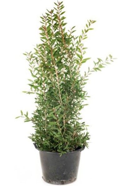 Videolu Fırça Çalısı Çiçeği (30 60 cm)2 Adet Dolgun Formlu Dış Mekan Bitkisi Callistemon Laevis