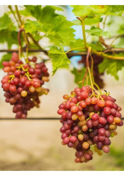 Videolu Bol Verimli Pemmbe Üzüm (30 45 cm) 1 Adet Tüplü Dış Mekan Meyve Rozay