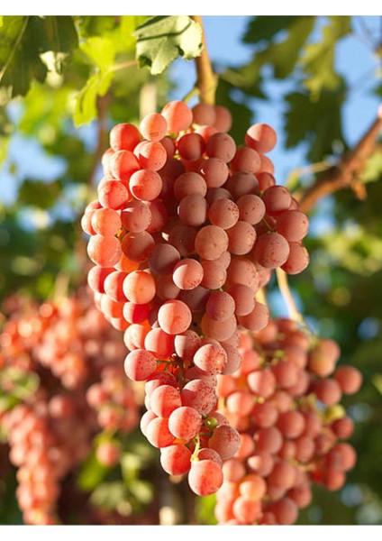 Videolu Bol Verimli Pemmbe Üzüm (30 45 cm) 1 Adet Tüplü Dış Mekan Meyve Rozay fiyatları