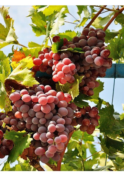 Videolu Bol Verimli Pemmbe Üzüm (30 45 cm) 1 Adet Tüplü Dış Mekan Meyve Rozay modelleri