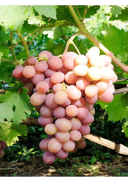 Videolu Bol Verimli Pemmbe Üzüm (30 45 cm) 1 Adet Tüplü Dış Mekan Meyve Rozay fırsatları