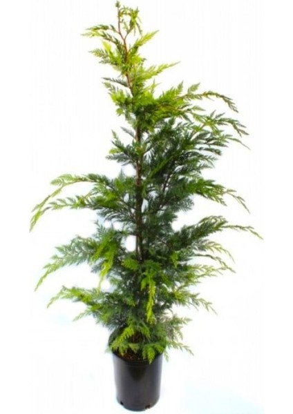 Videolu Favori Leylandi Çam Fidanı (70-100 cm)1 Adet Saksılı Dış Mekan Cupressocyparis Leylandii