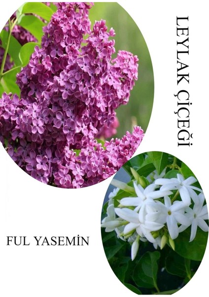 Kokulu Leylak Çiçeği 1 Adet Saksılı 30-60 cm+FUL Yasemin Çiçeği 30-60 cm