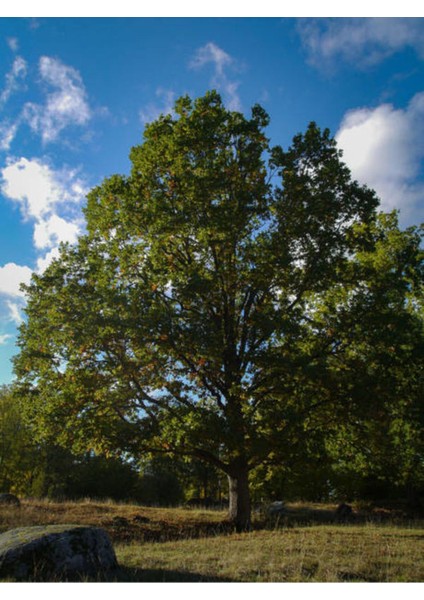 Videolu Çınar Ağacı Fidanı (Doğu Çınarı) (80 90 cm)4 Adet Tüplü Dış Mekan (Platanus Orientalis)