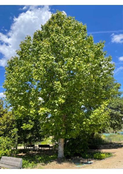 Videolu Çınar Ağacı Fidanı (Doğu Çınarı) (80 90 cm)4 Adet Tüplü Dış Mekan (Platanus Orientalis)