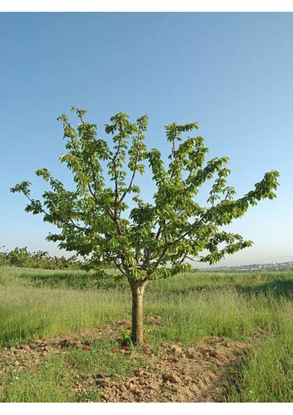 Videolu Çınar Ağacı Fidanı (Doğu Çınarı) (80 90 cm)4 Adet Tüplü Dış Mekan (Platanus Orientalis)