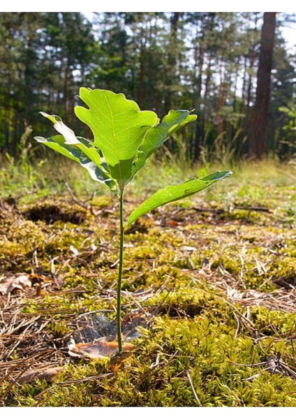 Videolu Çınar Ağacı Fidanı (Doğu Çınarı) (80 90 cm)4 Adet Tüplü Dış Mekan (Platanus Orientalis)