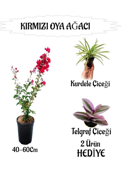 Kırmızı Oya Ağacı Fidanı 1 Adet Saksılı+Kurdele Çiçeği-Telgraf Çiçeği Hediyeli