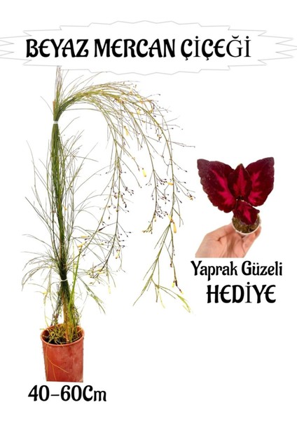 Beyaz Mercan Çiçeği 1 Adet Sakıslı+Bordo Yaprak Güzeli Hediye Bahçe Teras Bitkisi