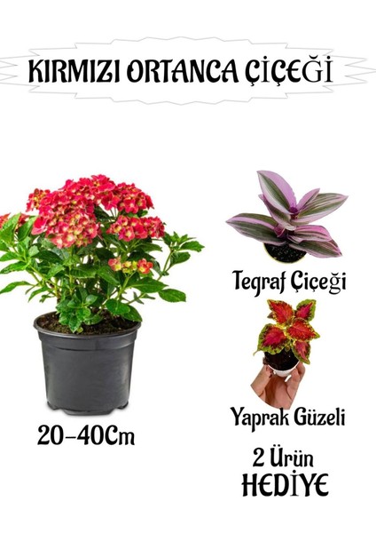 Kırmızı Ortanca Çiçeği 1 Adet Saksılı+ Telgraf ve Yaprak Güzeli Çiçeği Hediyeli