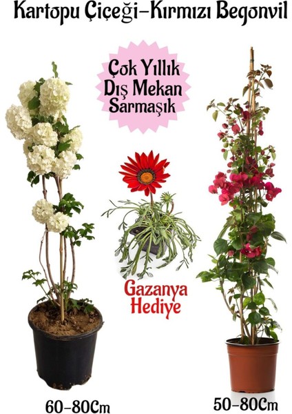 Kartopu Çiçeği 1 Adet +Kırmızı Begonvil 1 Adet+ Kırmızı Gazanya Hediyeli Saksılı Bahçe Seti