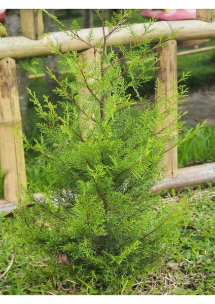Videolu Limoni Seli Limoni Servi Fidanı (10 15 cm) 10 Adet Tüplü Dış Mekan Cupressus Macrocarpa modelleri