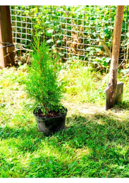 Videolu Limoni Seli Limoni Servi Fidanı (10 15 cm) 10 Adet Tüplü Dış Mekan Cupressus Macrocarpa fırsatları