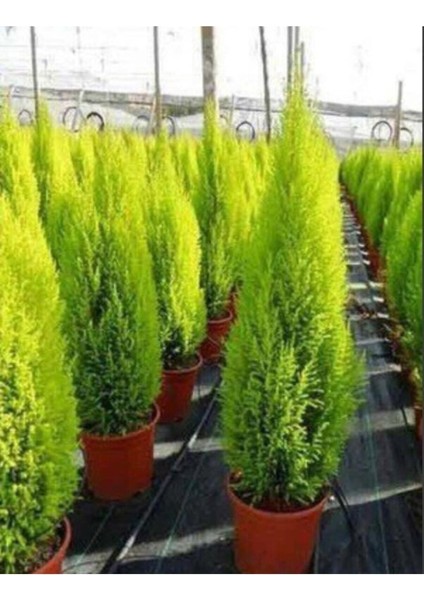 Videolu Limoni Servi Çam Fidanı Salon Çamı (30 - 40 cm) 1 Adet Saksılı Cupressus Macrocarpa