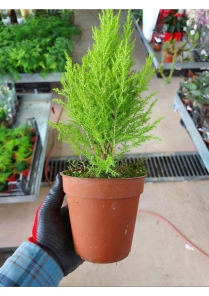 Videolu Limoni Servi Çam Fidanı Salon Çamı (30 - 40 cm) 1 Adet Saksılı Cupressus Macrocarpa