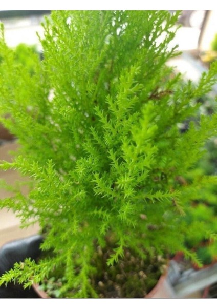 Videolu Limoni Servi Çam Fidanı Salon Çamı (30 - 40 cm) 1 Adet Saksılı Cupressus Macrocarpa
