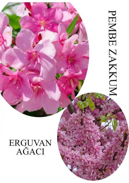 Pembe Zakkum Fidanı 1 Adet Saksılı 30-60 cm- Erguvan Ağacı 1 Adet 40-70 cm