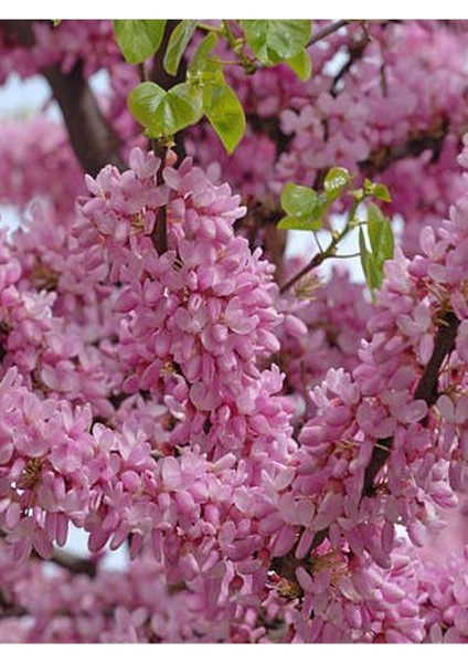 Pembe Zakkum Fidanı 1 Adet Saksılı 30-60 cm- Erguvan Ağacı 1 Adet 40-70 cm