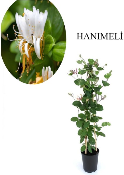 Sarmaşık Kokulu Mor Salkım Ağacı Fidanı 1 Adet Saksılı/Tüplü 30-50 cm
