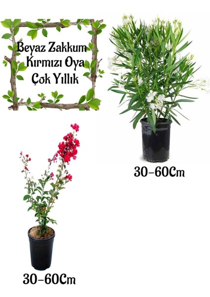 Beyaz Zakkum Çiçeği 1 Adet+ Kırmızı Oya Ağacı 1 Adet Saksılı Bahçe Seti