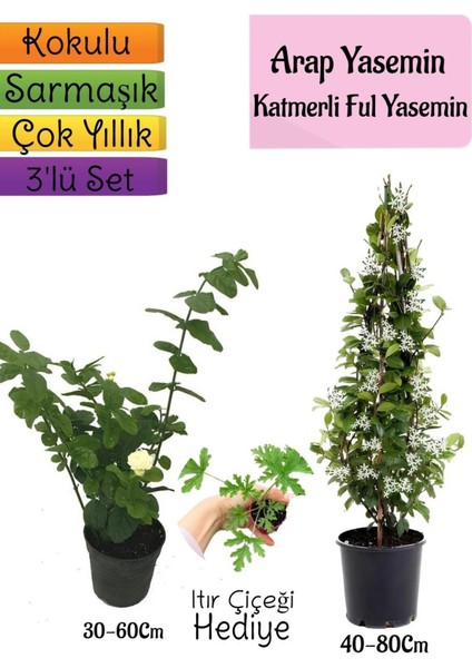 Kokulu Arap Yasemini+Katmerli Ful Yasemin+Itır Çiçeği Hediyeli 3'lü Bahçe Seti