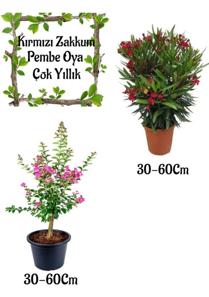 Kırmızı Zakkum Çiçeği 1 Adet+ Pembe Oya Ağacı 1 Adet Saksılı Bahçe Seti