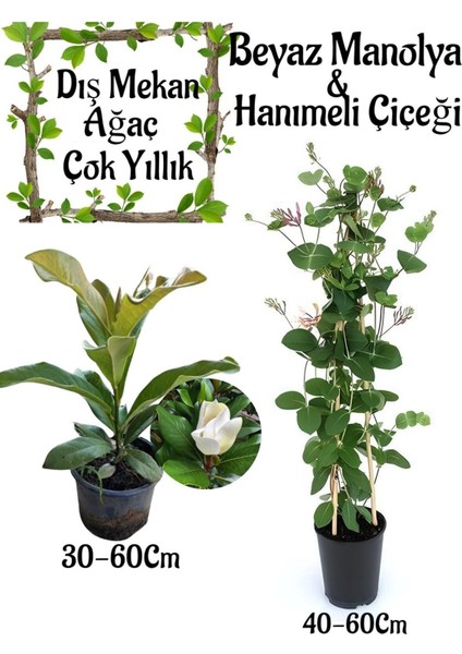 Kokulu Manolya Ağacı 1 Adet Saksılı+ Kokulu Hanımeli Çiçeği1 Adet Saksılı Bahçe Seti