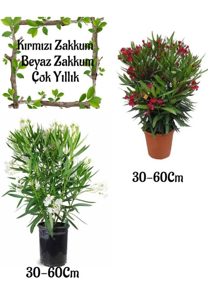 Kırmızı Zakkum Çiçeği 1 Adet+Beyaz Zakkum 1 Adet Saksılı Bahçe Seti