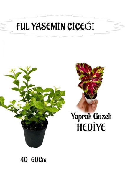 Mis Kokulu Ful Yasemin 1 Adet+Yaprak Güzeli Hediyeli Peyzaj Seti