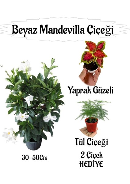 Beyaz Mandevilla Çiçeği 1 Adet Saksılı+Yaprak Güzeli-Tül Çiçeği Hediyeli