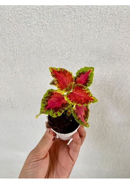Beyaz Mandevilla Çiçeği 1 Adet Saksılı+Yaprak Güzeli-Tül Çiçeği Hediyeli