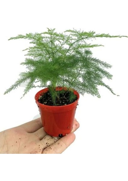 Beyaz Mandevilla Çiçeği 1 Adet Saksılı+Yaprak Güzeli-Tül Çiçeği Hediyeli