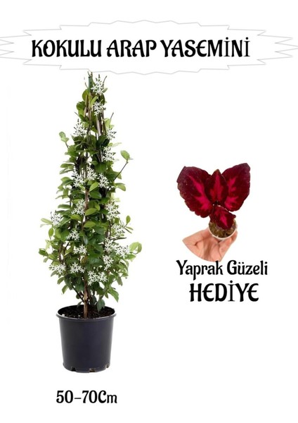 Mis Kokulu Arap Yasemini 1 Adet+Yaprak Güzeli Hediyeli Peyzaj Seti