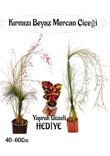 Kırmızı Mercan-Beyaz Mercan Çiçeği 2 Adet+ Yaprak Güzeli Çiçeği Hediyeli Bahçe Bitkisi