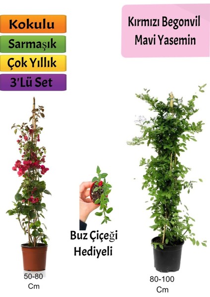 Mavi Yasemin+ Kırmızı Begonvil+ Buz Çiçeği Hediyeli