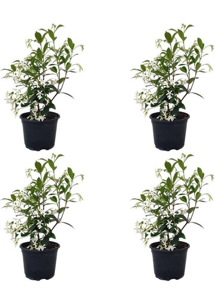 Videolu Mis Kokulu 4 Adet Arap Yasemini 40-60 cm Saksılıtüplü (Arabian Jasmine Sapling)