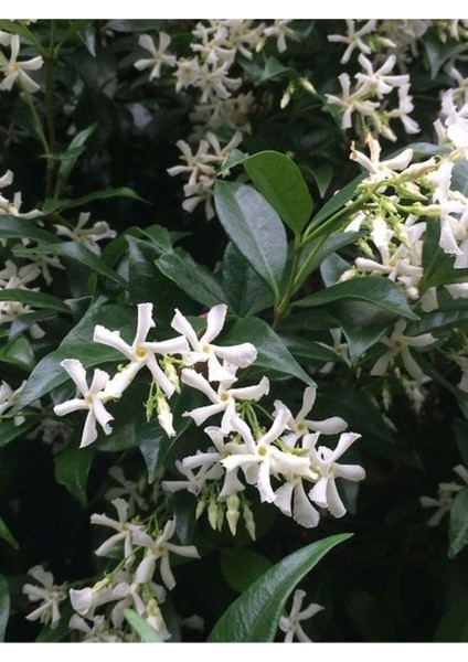 Videolu Mis Kokulu 4 Adet Arap Yasemini 40-60 cm Saksılıtüplü (Arabian Jasmine Sapling)