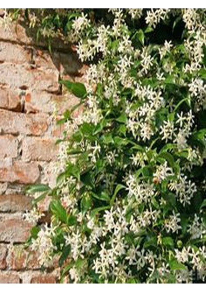 Videolu Mis Kokulu 4 Adet Arap Yasemini 40-60 cm Saksılıtüplü (Arabian Jasmine Sapling)