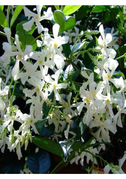 Videolu Mis Kokulu 4 Adet Arap Yasemini 40-60 cm Saksılıtüplü (Arabian Jasmine Sapling)