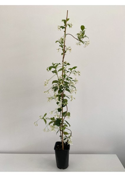 Mis Kokulu Arap Yasemini Fidanı 70-150 cm Saksılı (Arabian Jasmine Seedling)