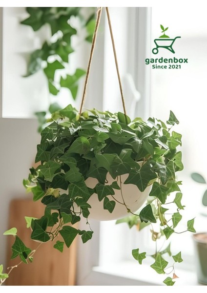 Yeşil Hedera Helix Sarmaşığı Makrome Saksıda 1 Adet Saksılı 30-40 cm