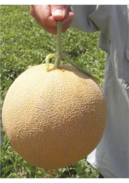 Ananas Kavun Tohumu 15 Adet Tohum Bal Kavun