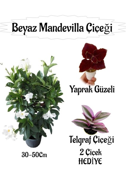 Beyaz Mandevilla Çiçeği 1 Adet Saksılı+Yaprak Güzeli-Telgraf Çiçeği Hediyeli